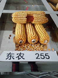 東農(nóng)255